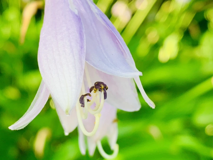 IMG_0947.jpg?type=w966