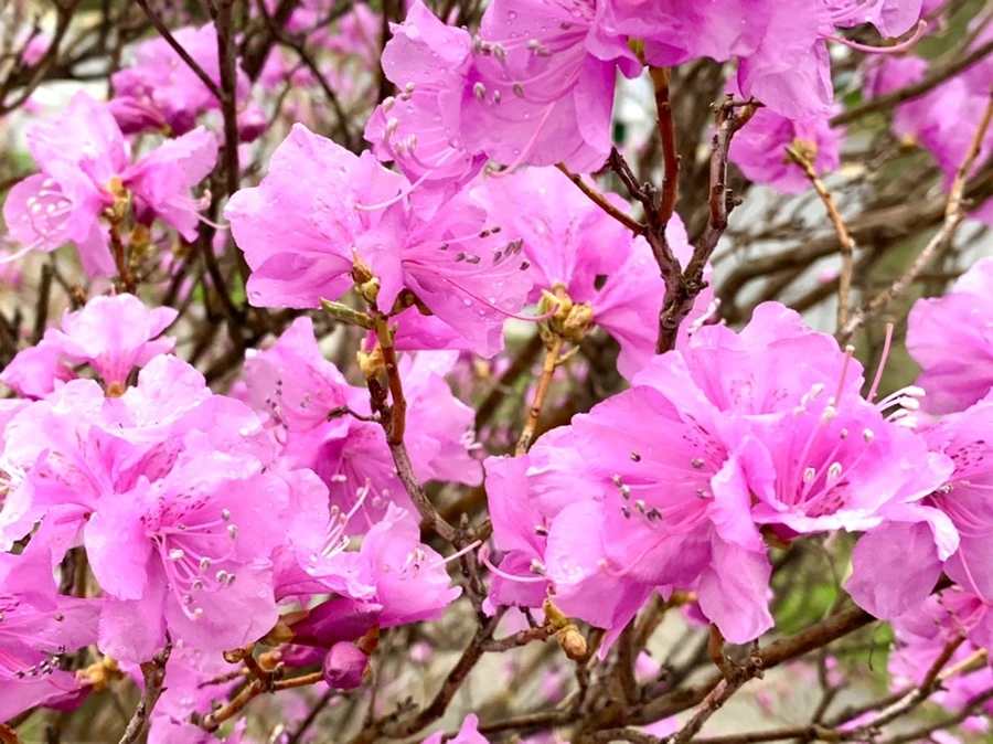 IMG_4838.jpg?type=w966