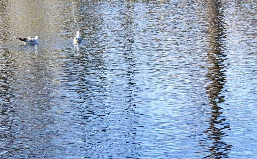 IMG_9738.jpg?type=w966