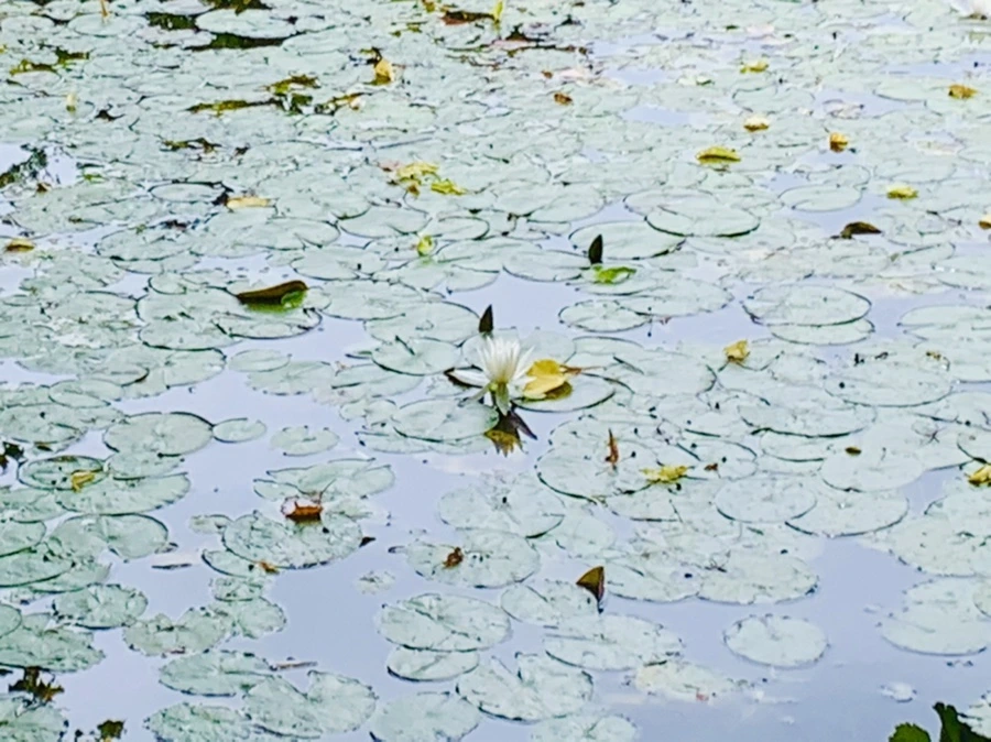 IMG_9136.jpg?type=w966