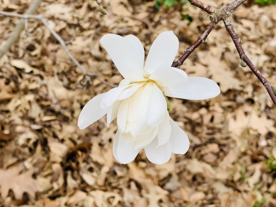 IMG_6027.jpg?type=w966