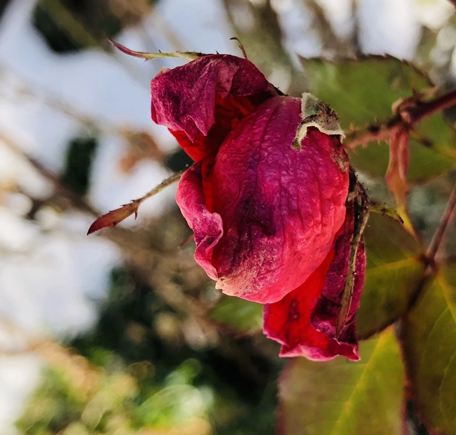 IMG_7753.jpg?type=w966