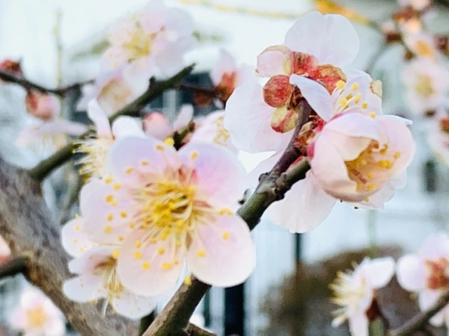 IMG_0929.jpg?type=w966