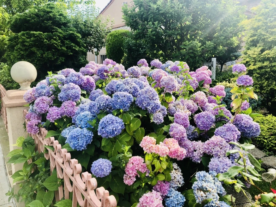 IMG_0990.jpg?type=w966