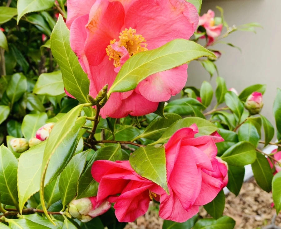 IMG_6643.jpg?type=w966