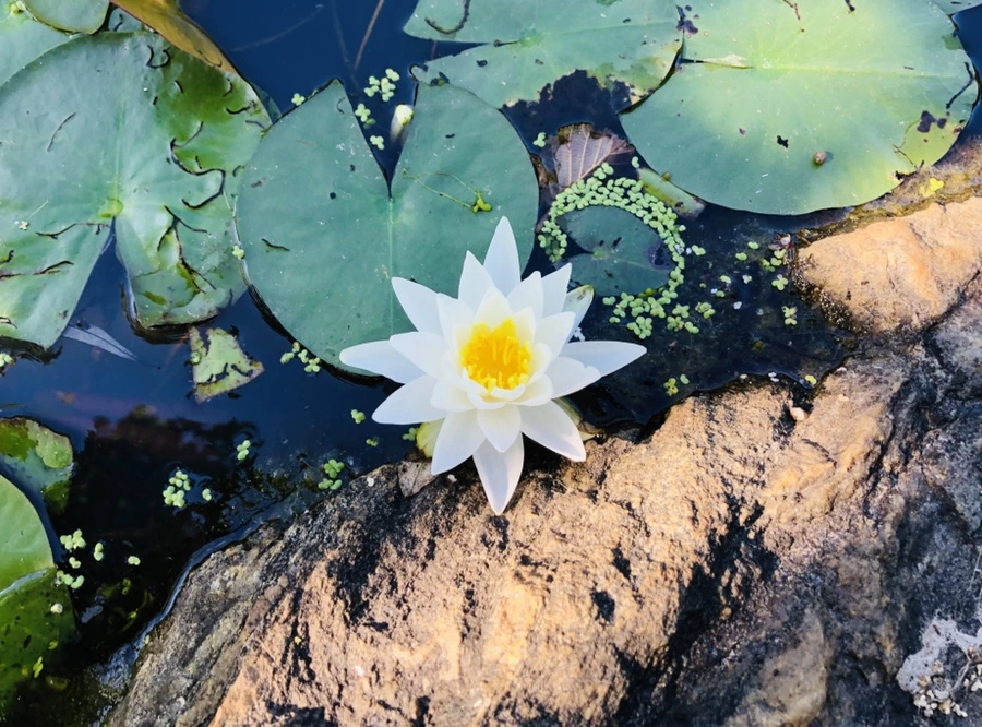 IMG_9160.jpg?type=w966