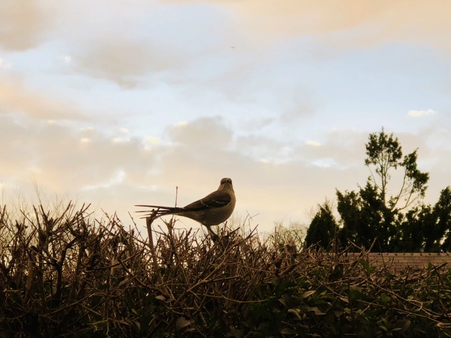 IMG_8223.jpg?type=w966