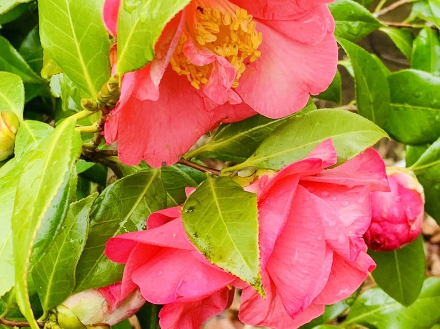 IMG_6262.jpg?type=w966