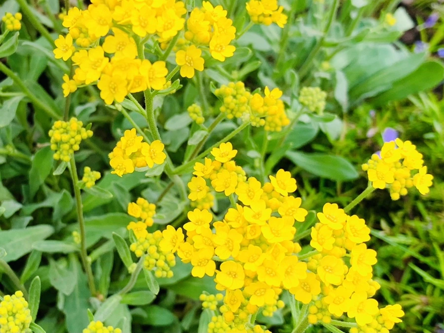 IMG_3826.jpg?type=w966