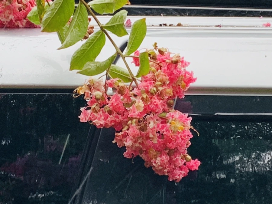 IMG_3789.jpg?type=w966