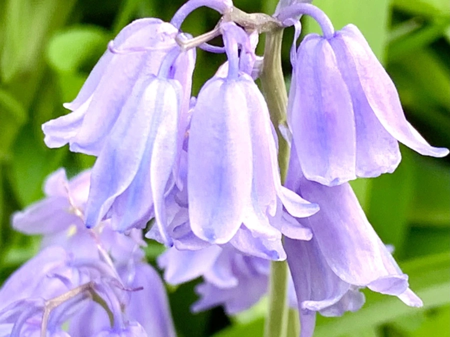 IMG_9081.jpg?type=w966