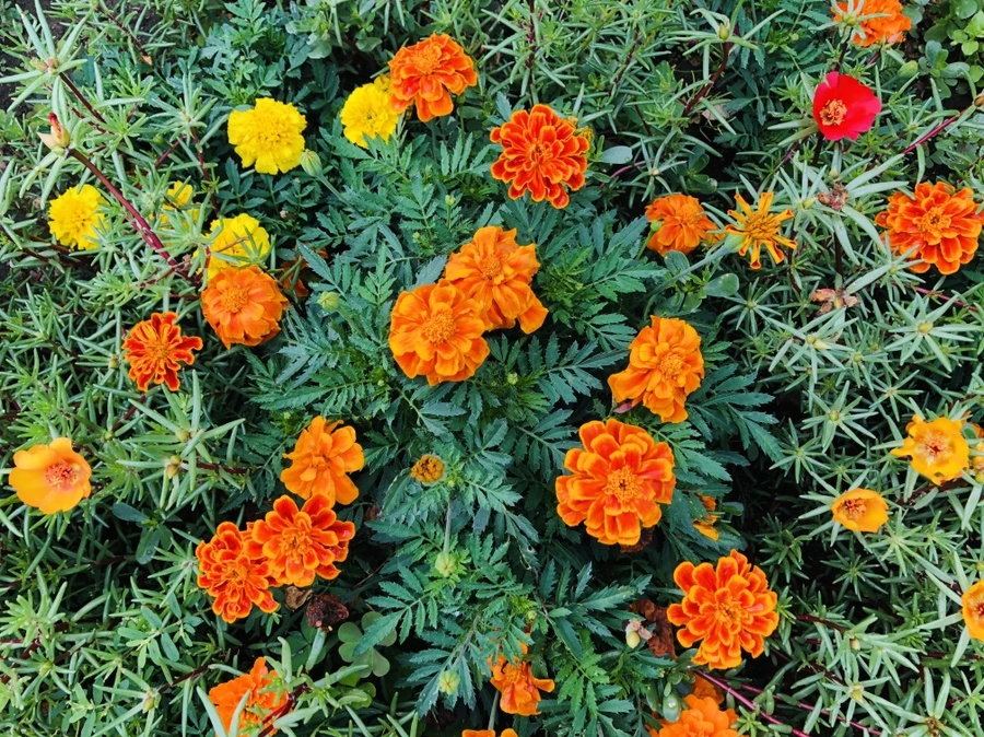 IMG_1476.jpg?type=w966