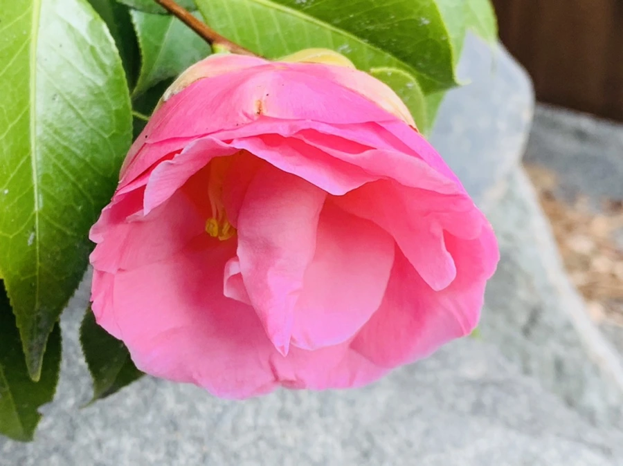 IMG_6406.jpg?type=w966