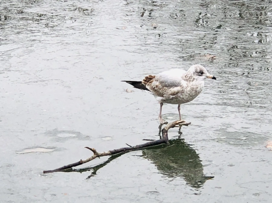 IMG_3126.jpg?type=w966