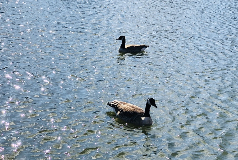 IMG_0218.jpg?type=w966