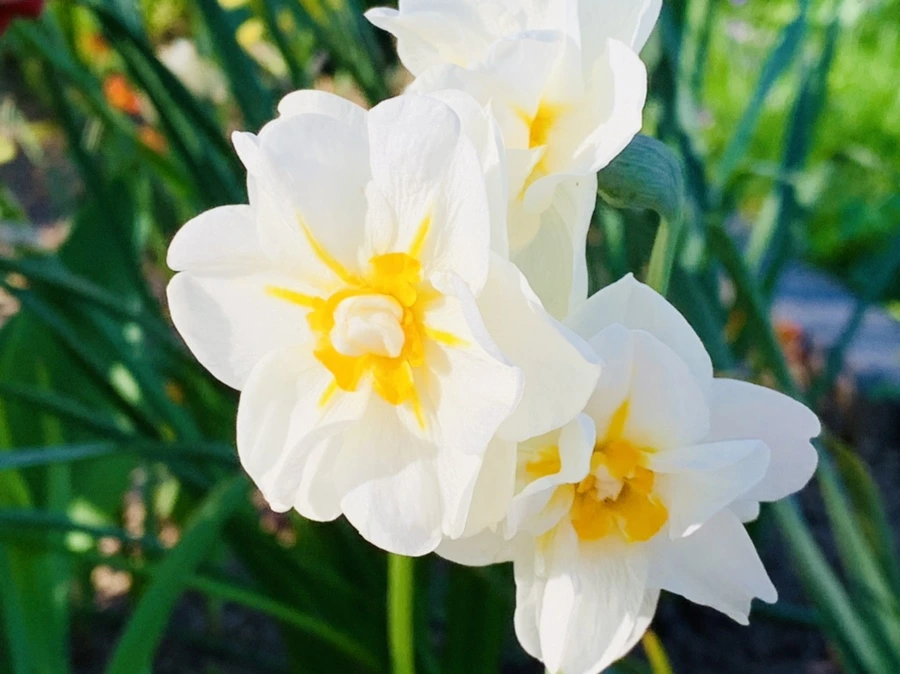 IMG_8285.jpg?type=w966