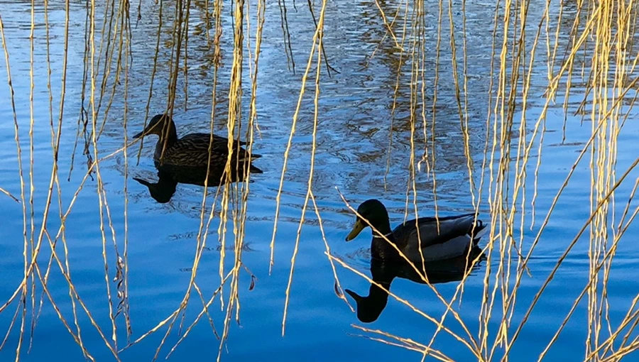 IMG_4263.jpg?type=w966