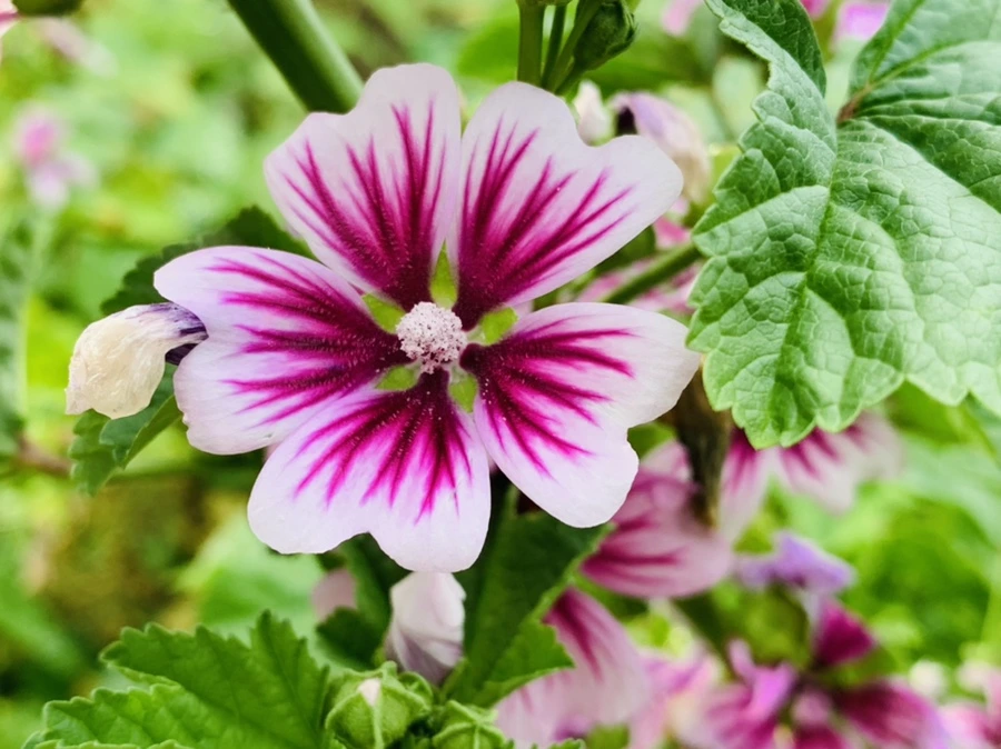 IMG_9027.jpg?type=w966