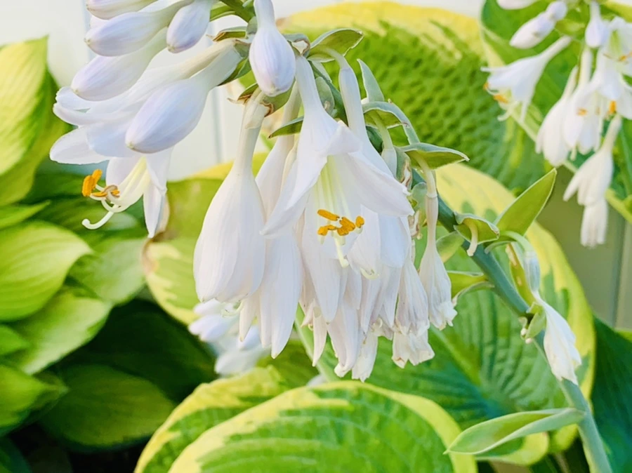 IMG_4827.jpg?type=w966