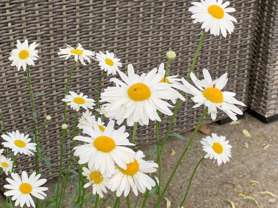 IMG_5514.jpg?type=w966