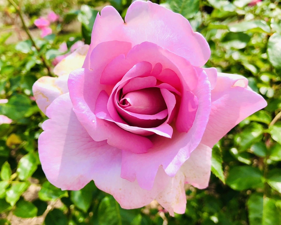 IMG_5670.jpg?type=w966