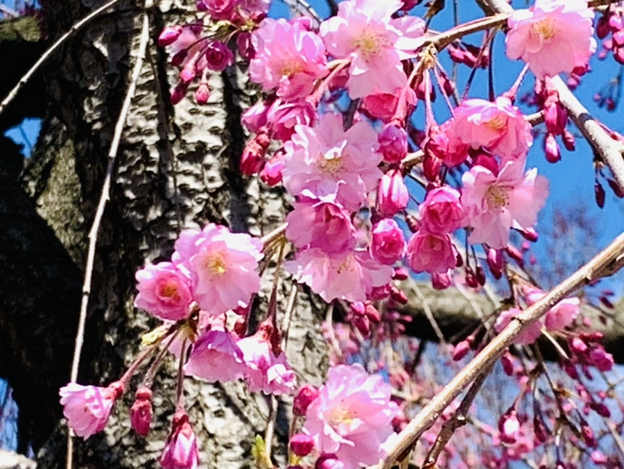 IMG_8330.jpg?type=w966