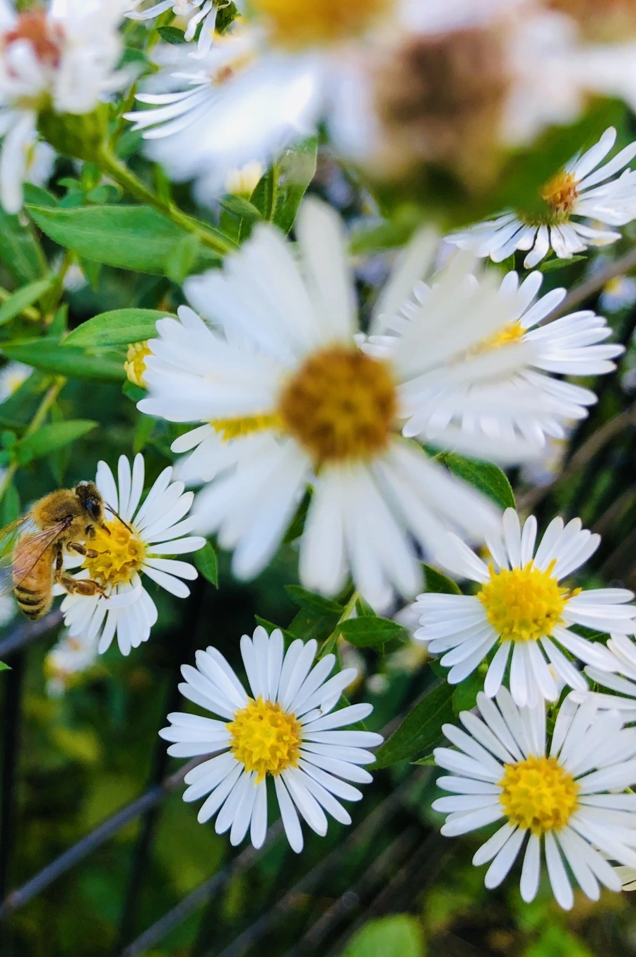 IMG_1690.jpg?type=w966