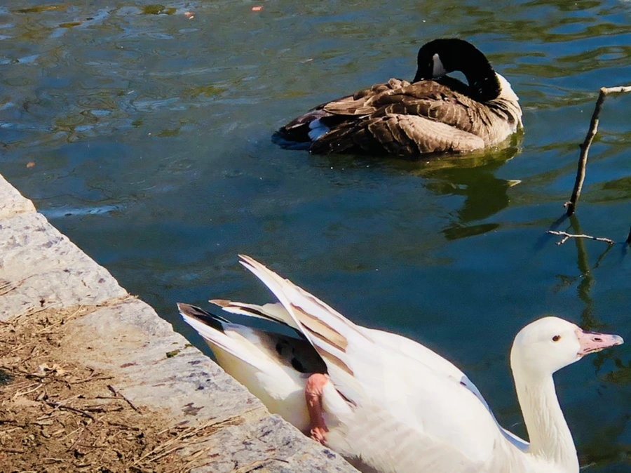 IMG_5187.jpg?type=w966