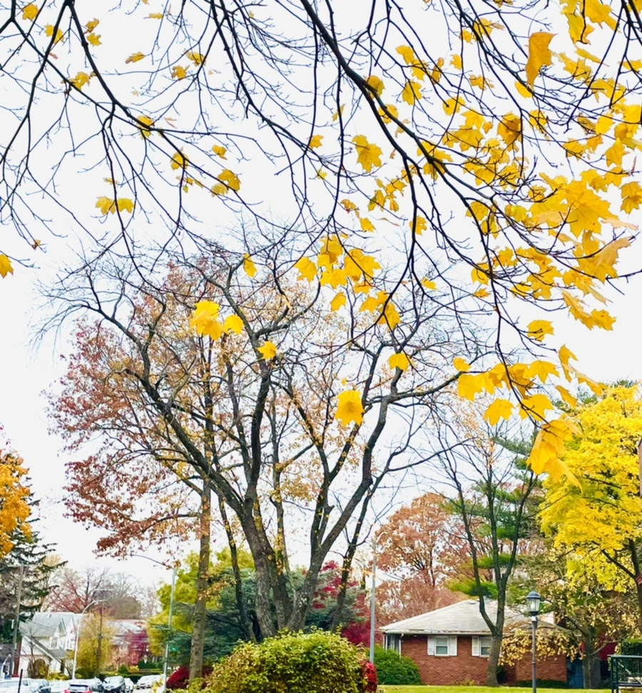 IMG_5169.jpg?type=w966