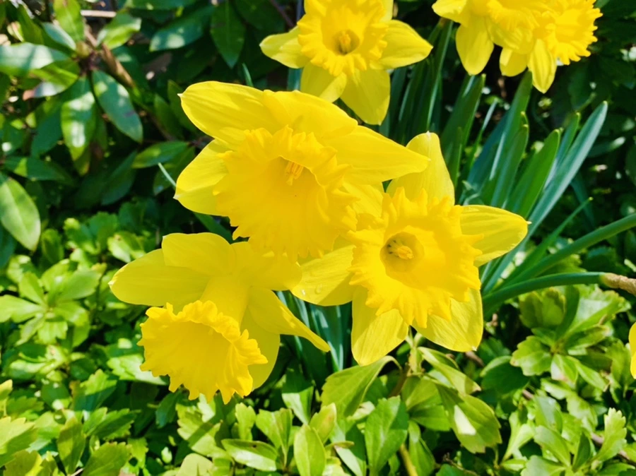 IMG_4323.jpg?type=w966