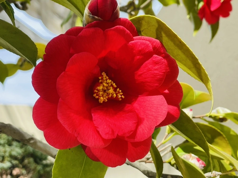 IMG_5213.jpg?type=w966