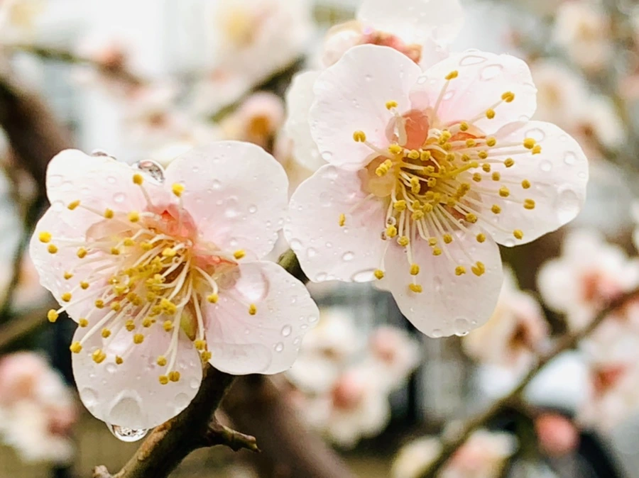 IMG_1780.jpg?type=w966