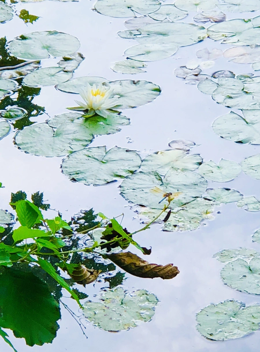 IMG_4932.jpg?type=w966