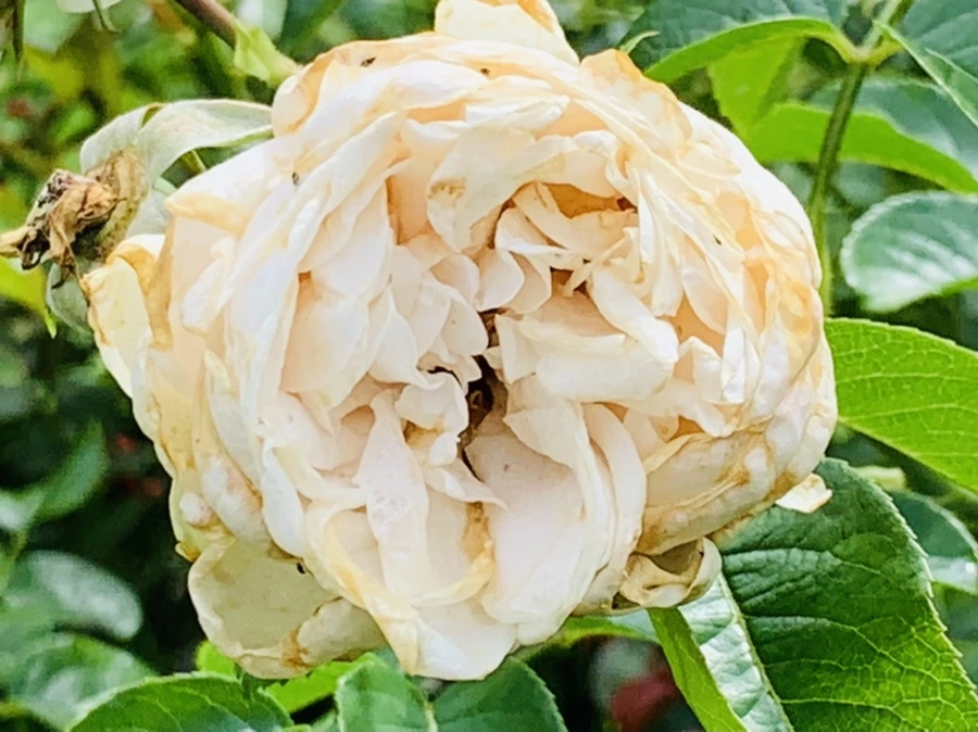 IMG_0471.jpg?type=w966