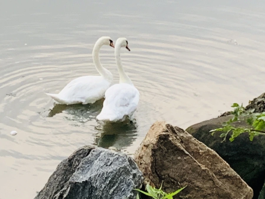 IMG_6361.jpg?type=w966