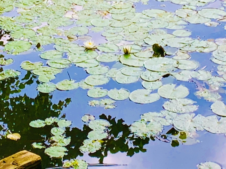 IMG_5211.jpg?type=w966