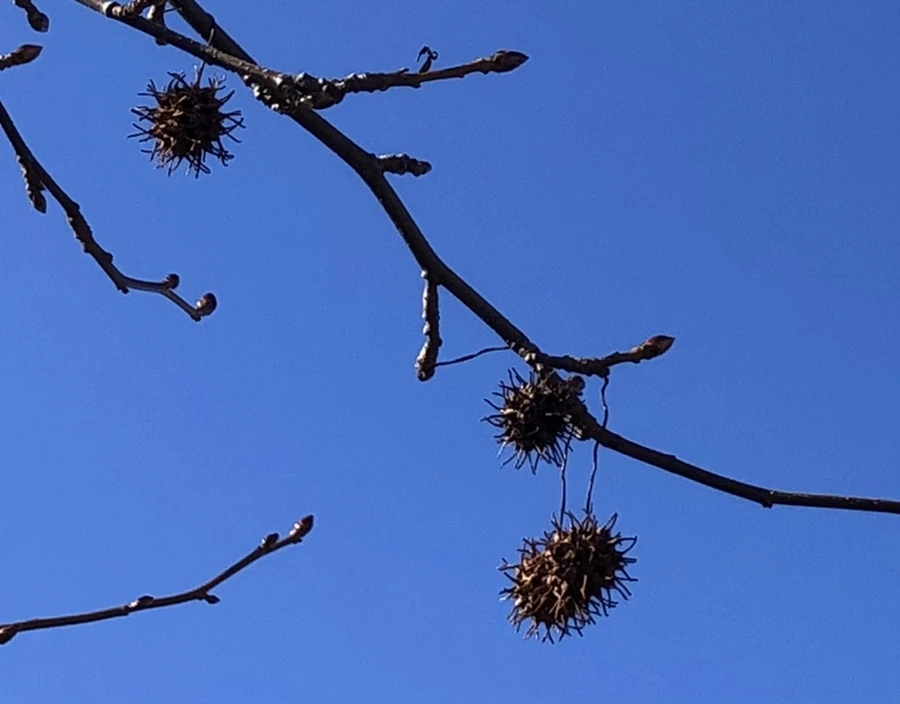 IMG_9808.jpg?type=w966