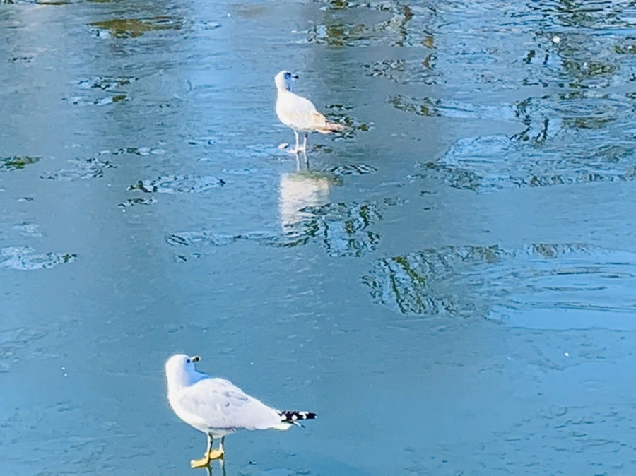 IMG_9083.jpg?type=w966