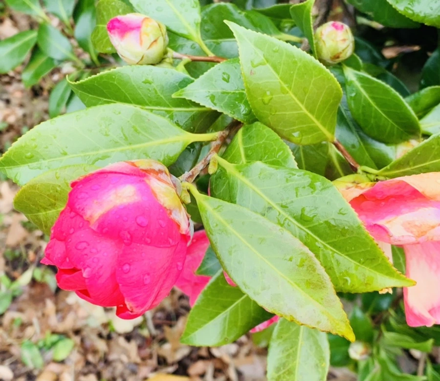 IMG_6266.jpg?type=w966