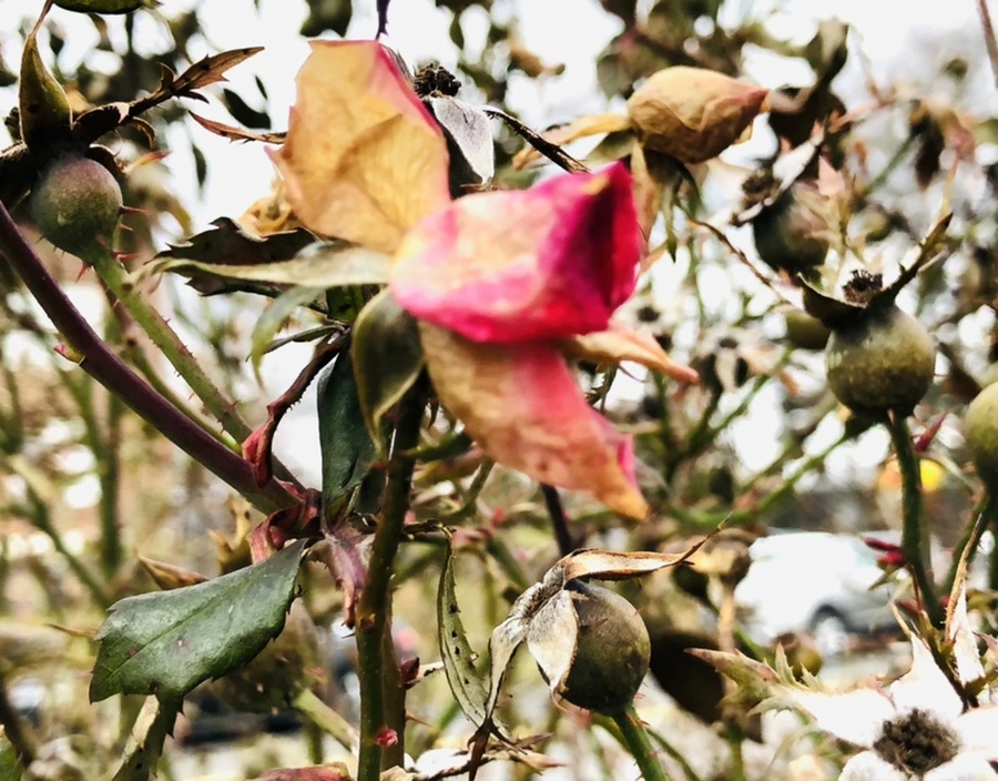 IMG_8782.jpg?type=w966