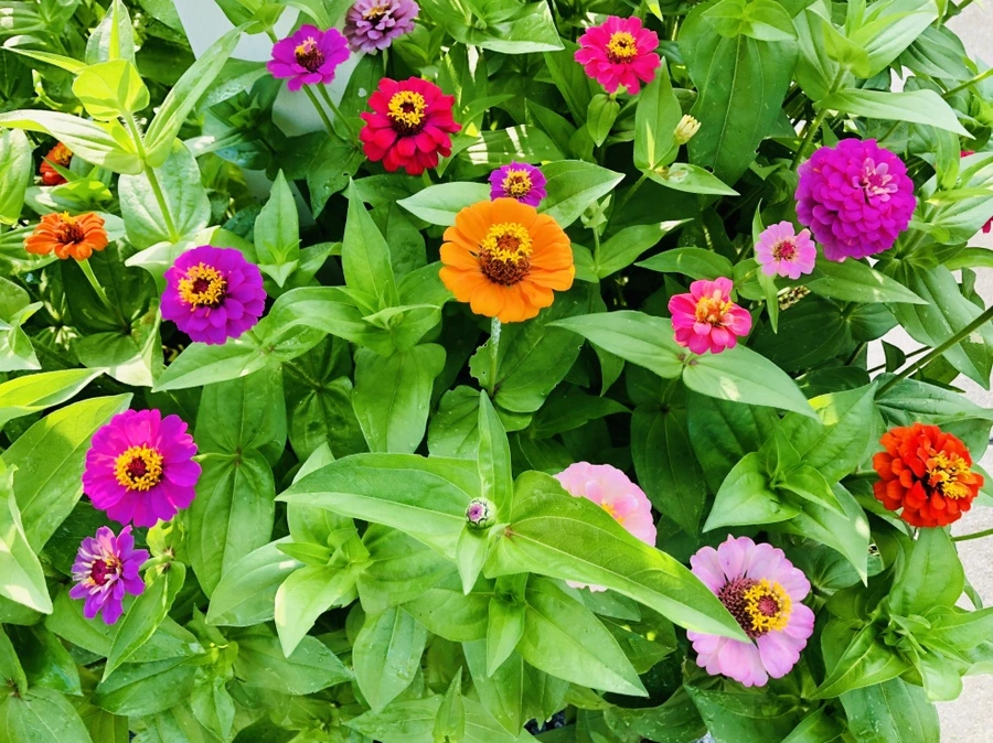 IMG_1781.jpg?type=w966