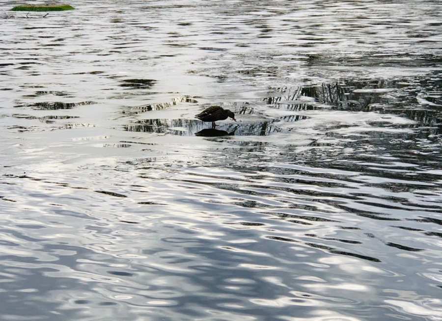 IMG_5013.jpg?type=w966