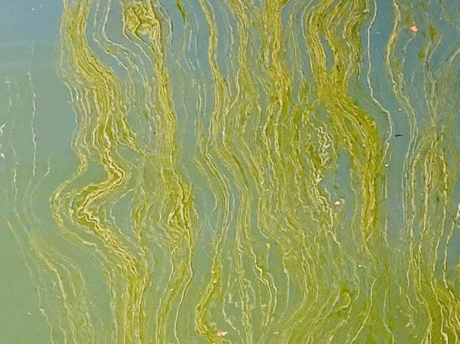 IMG_0591.jpg?type=w966