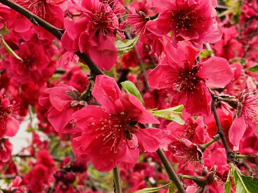 IMG_7987.jpg?type=w966