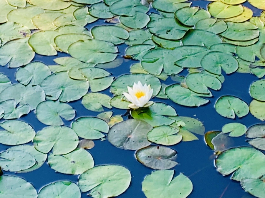 IMG_4313.jpg?type=w966