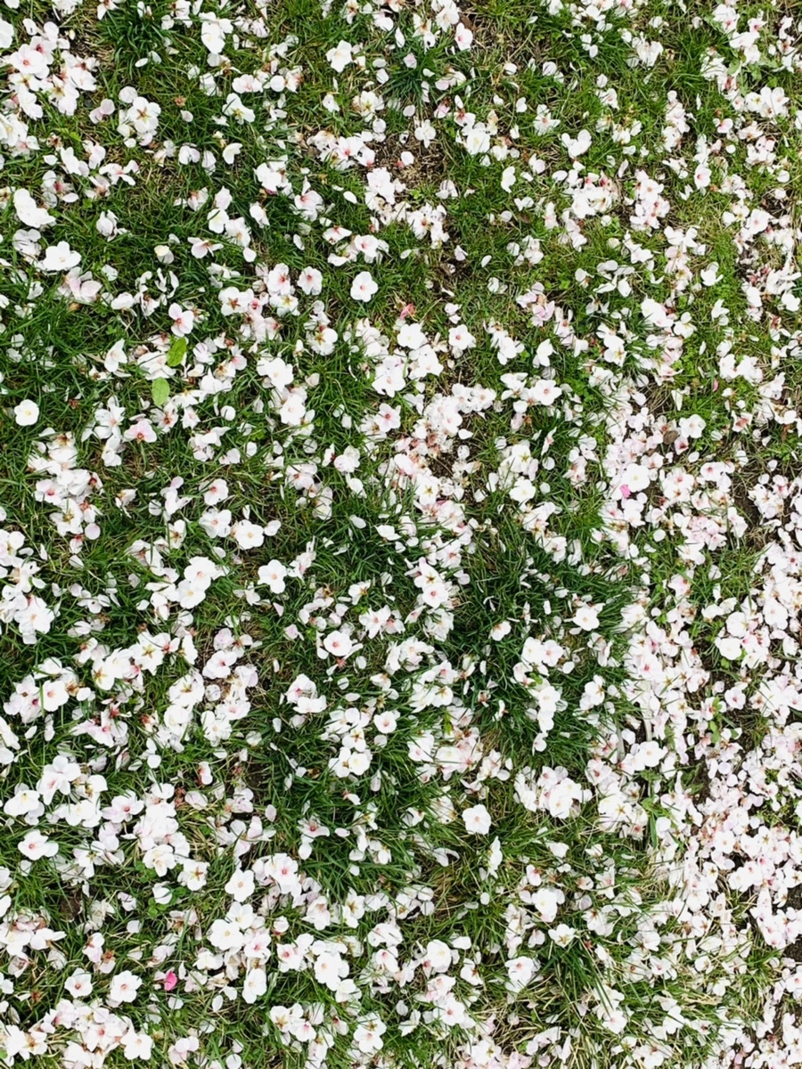 IMG_1293.jpg?type=w966