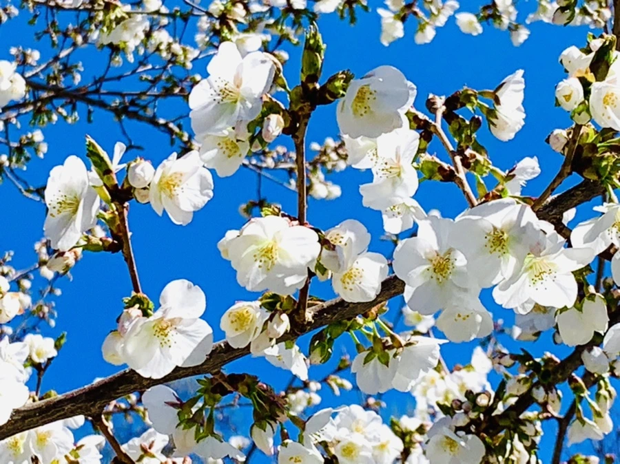 IMG_8021.jpg?type=w966