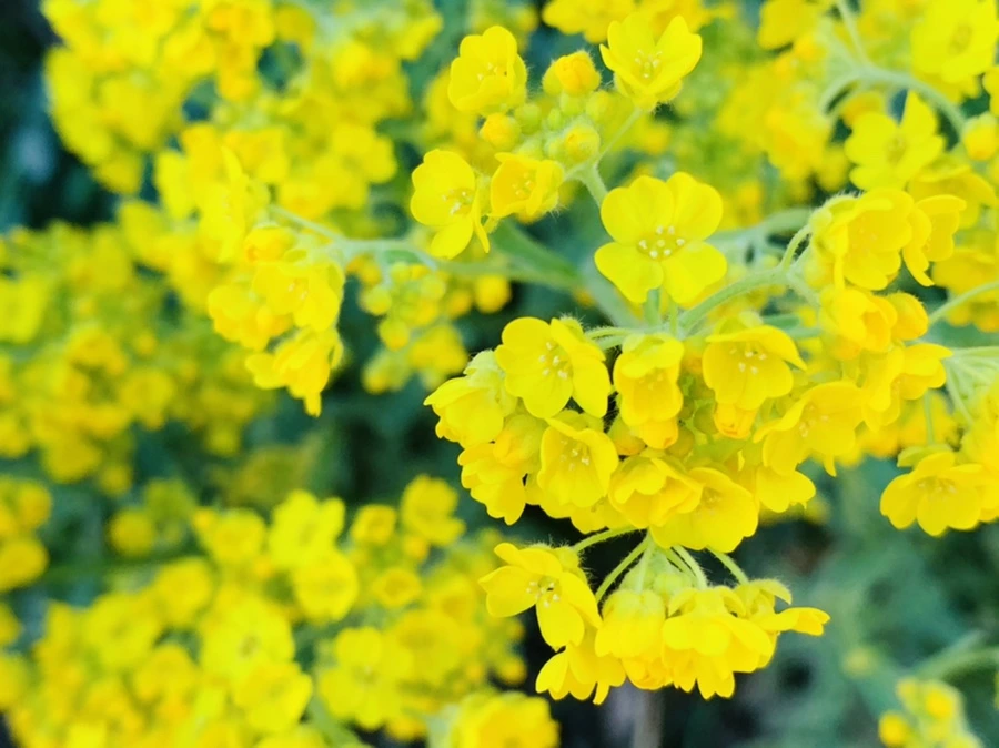 IMG_4173.jpg?type=w966