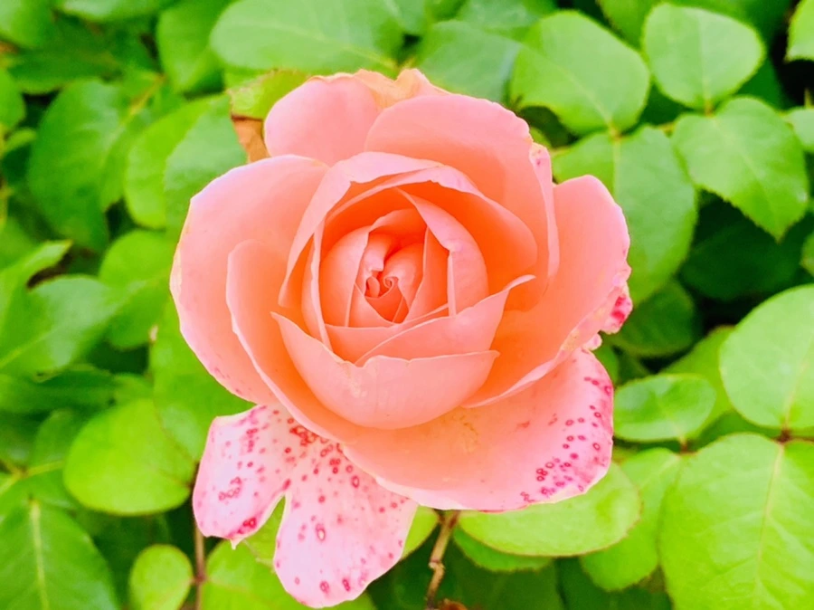 IMG_2692.jpg?type=w966