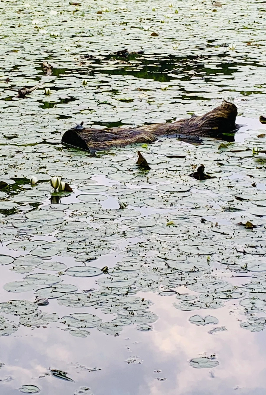 IMG_1487.jpg?type=w966